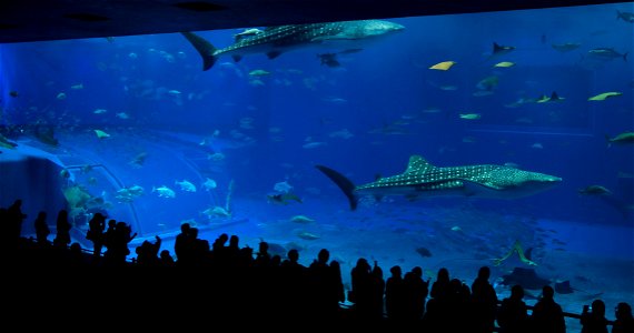 Churaumi Aquarium, Okinawa main tank Kuroshio Sea photo