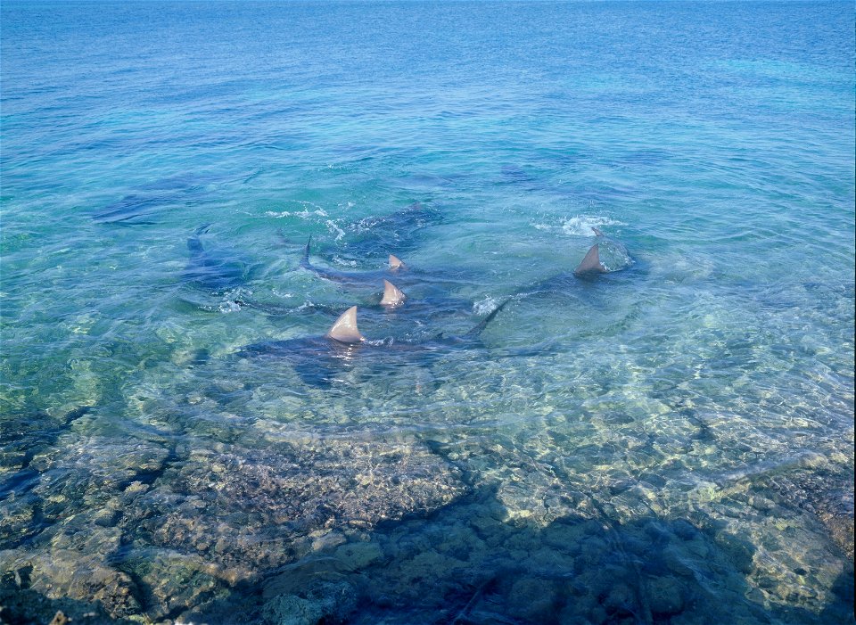 zelfgemaakt dooor nl:Albert Kok op Walkers Cay Bahama's

Licensing




DescriptionBullfeed2.JPG

Stierhaaien



Date

March 2000



Source

Kust Walkers Cay, Bahama's



Author

Albert Kok



Permissi