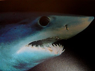 A close up of a shortfin mako shark head.