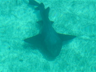 Cue the Jaws music.... Yeah, because unless you step on it, pull its tail, or chase it into a corner, a nurse shark isn't going to bite you, numbnuts. photo