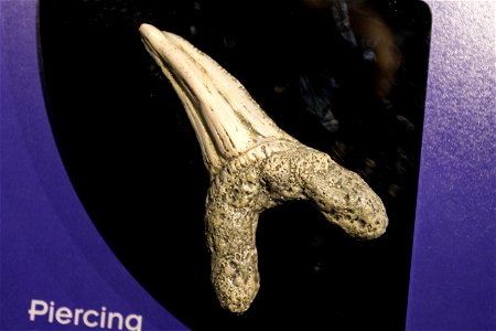 Zahn eines Kurzflossen-Makos (Isurus oxyrinchus)