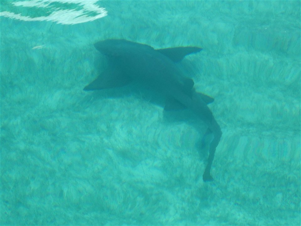 Cue the Jaws music....