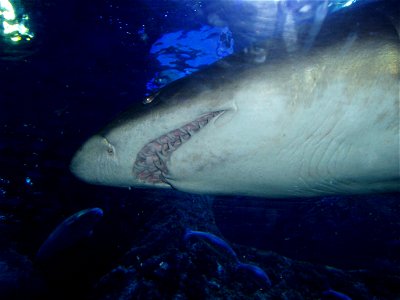 Grey Nurse Shark at the Aquarium of Western Australia. photo
