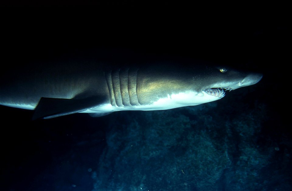 Carcharias taurus, grey nurse shark