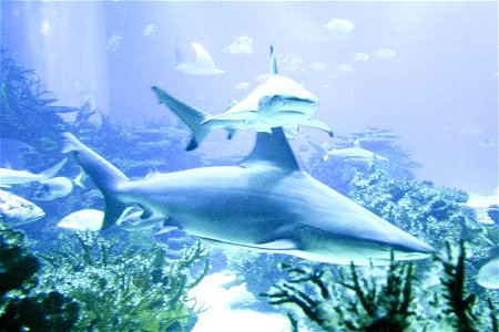 Image title: Ocean shark fish Image from Public domain images website, http://www.public-domain-image.com/full-image/fauna-animals-public-domain-images-pictures/fishes-public-domain-images-pictures/oc photo