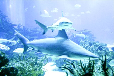 Image title: Ocean shark fish
Image from Public domain images website, http://www.public-domain-image.com/full-image/fauna-animals-public-domain-images-pictures/fishes-public-domain-images-pictures/oc