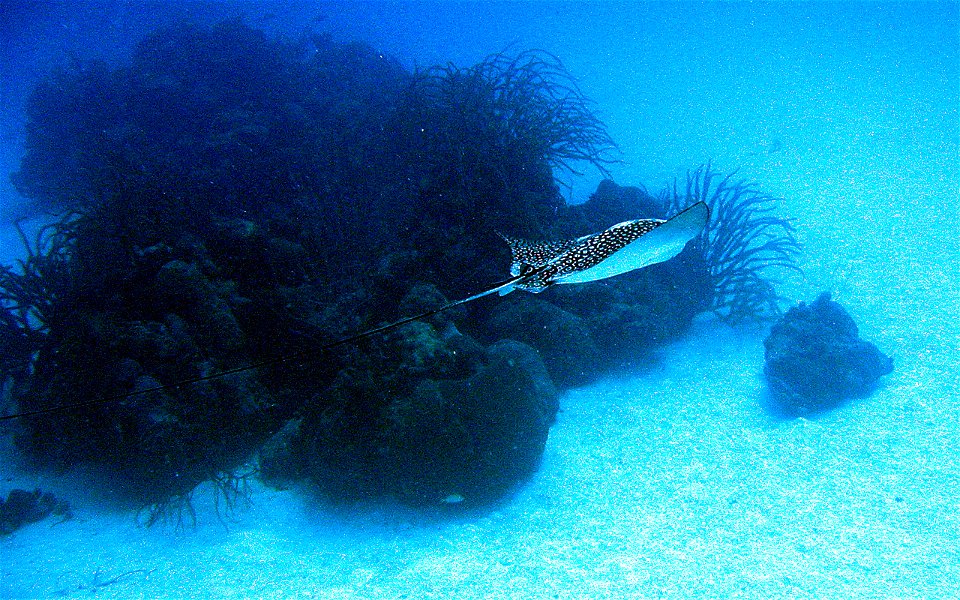 Spotted eagle ray side view