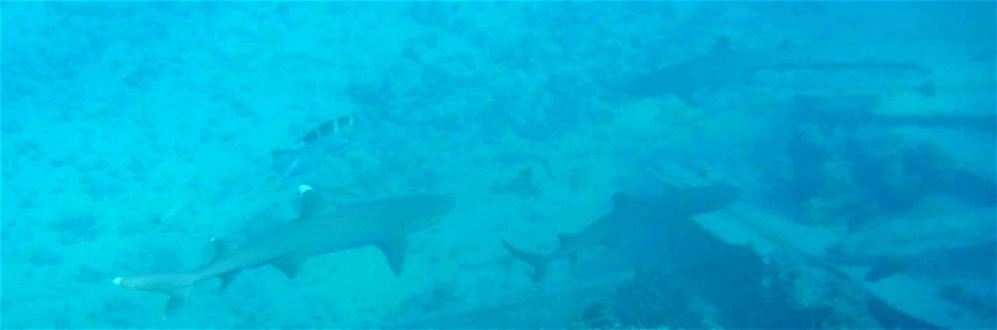 Image title: Two white tip reef sharks underwater triaenodon obesus Image from Public domain images website, http://www.public-domain-image.com/full-image/fauna-animals-public-domain-images-pictures/f photo