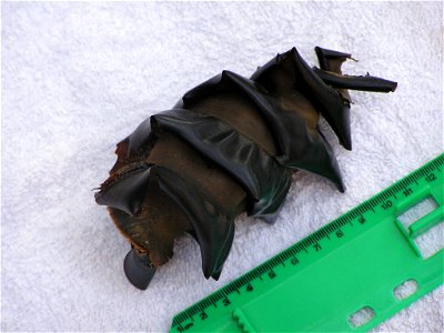Egg case of Port Jackson shark. Egg case found on Vincentia beach, Jervis Bay Territory, Australia. Egg cases when found washed up on the beach are sometimes known as a Mermaid's purse. The screw-l photo