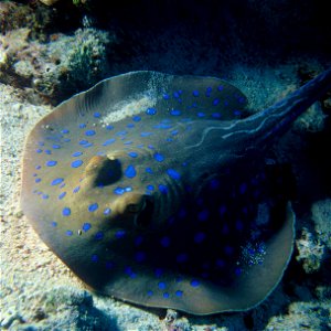 DescriptionBluespotted ray.JPG Blue spotted ray Date 1988 Source Red Sea Author Albert Kok Permission(Reusing this file) Public Domain photo