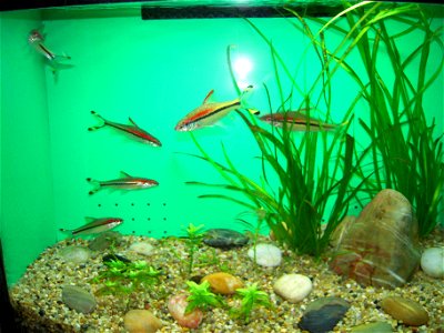 A school of Red Lined Torpedo Barbs swim in an aquarium.