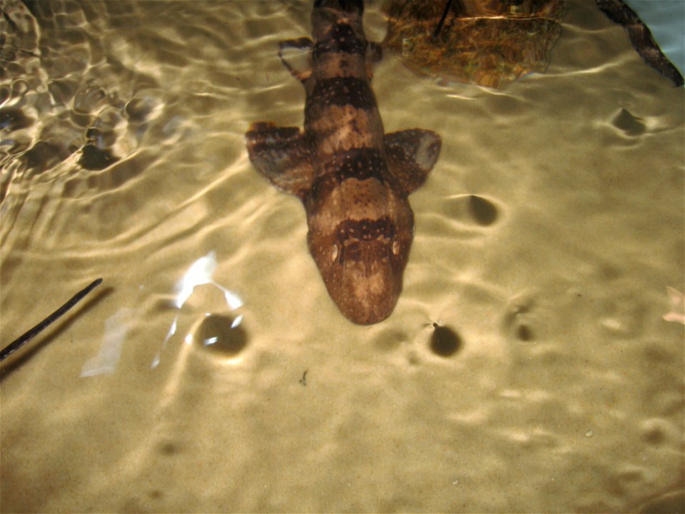 A en:Whitespotted bambooshark (Chiloscyllium plagiosum) at the en:Oklahoma Aquarium