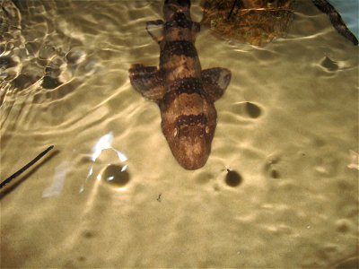 A en:Whitespotted bambooshark (Chiloscyllium plagiosum) at the en:Oklahoma Aquarium