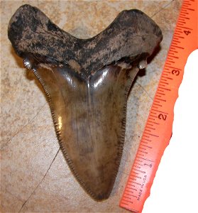 4.25" Carcharocles angustidens (syn. Carcharodon angustidens) found in the Edisto River of South Carolina's Lowcountry.