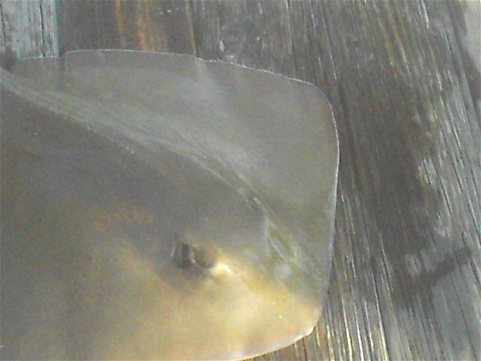 Bluntnose stingray (Dasyatis say) caught in Tampa Bay.