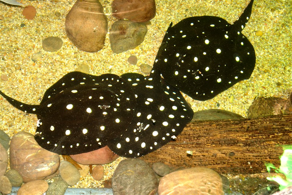Yellow-spotted black Amazon stingray (Potamotrygon leopoldi), AKA Polka dot ray. Taken 2/18/07 at the Dallas World Aquarium in Dallas, TX by Michael-David Bradford