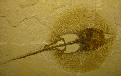 Eocene fossil stingray Heliobastis radians, on display at Schiele Museum of Natural History, Gastonia, North Carolina.