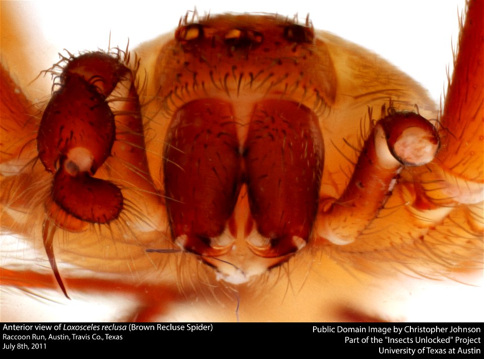 Anterior view of Loxosceles reclusa (Brown Recluse Spider)
6841 Raccoon Run, Austin, Travis Co., Texas
July 8th, 2011
Public Domain Image by Christopher Johnson
Part of the "Insects Unlocked" Project
