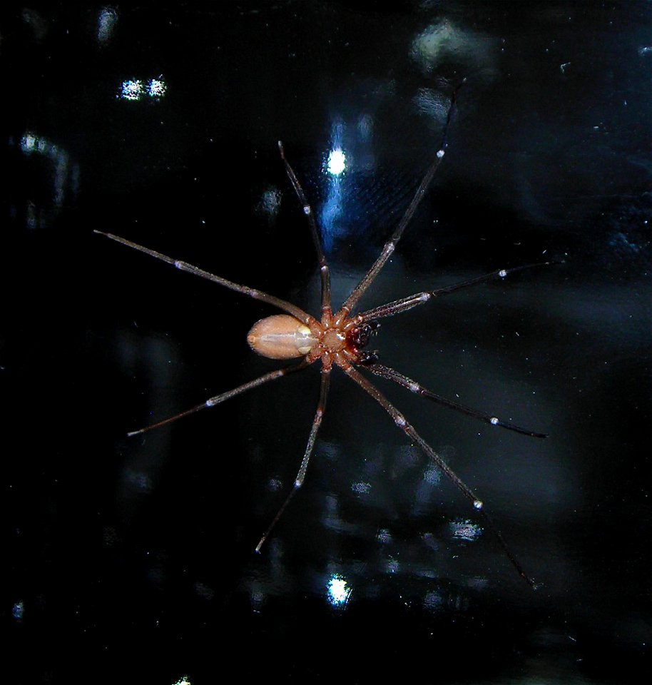 Bottom view of a brown recluse spider as taken in a glass jar