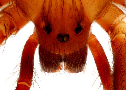 Dorsal view of Loxosceles reclusa (Brown Recluse Spider) 6841 Raccoon Run, Austin, Travis Co., Texas July 8th, 2011 Public Domain Image by Christopher Johnson Part of the "Insects Unlocked" Project U photo