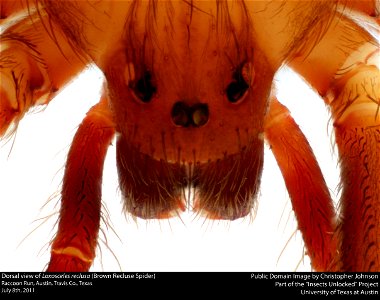 Dorsal view of Loxosceles reclusa (Brown Recluse Spider)
6841 Raccoon Run, Austin, Travis Co., Texas
July 8th, 2011
Public Domain Image by Christopher Johnson
Part of the "Insects Unlocked" Project

U