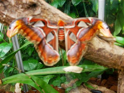 Attacus atlas butterflies and cocoons at Botanical Garden of the University of Bern/Switzerland.