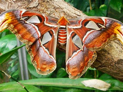 Attacus atlas butterflies and cocoons at Botanical Garden of the University of Bern/Switzerland.