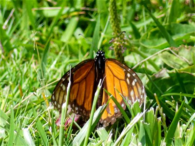 A male monarch butterfly. Taken at Baylands Park, Sunnyvale CA with my Lumix FZ-300. photo