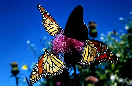 Image title: Monarch butterflies insects Image from Public domain images website, http://www.public-domain-image.com/full-image/fauna-animals-public-domain-images-pictures/insects-and-bugs-public-doma photo