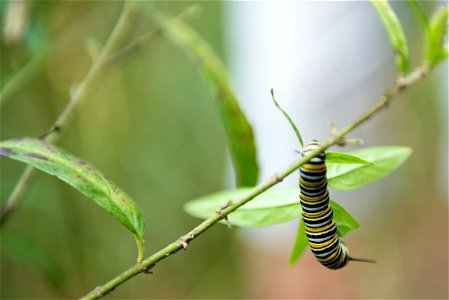 A Monarch Butterfly caterpillar lives in milkweed plants in Arlington National Cemetery, Sept. 1, 2015, in Arlington, Va. Monarch Butterflies need milkweed to lay their eggs. (U.S. Army photo by Rache