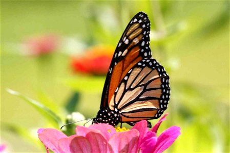 Image title: Monarch butterfly insect danaus plexippus Image from Public domain images website, http://www.public-domain-image.com/full-image/fauna-animals-public-domain-images-pictures/insects-and-bu photo