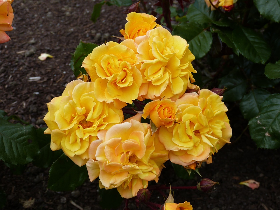 Orange rose bloom blossom photo