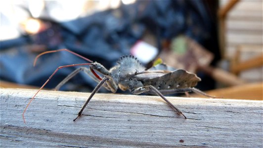 Assassin bug - Wheel Bug found on our back deck in Kernersville, NC. photo