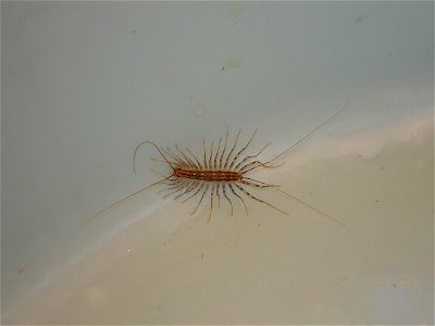Scutigera coleoptrata, Zuid-Frankrijk 2006