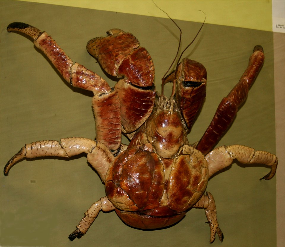 Coconut crab (Birgus latro) from National Museum, Prague, Czech Republic