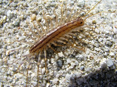 Scutigera coleoptrata from a Sardinian beach photo
