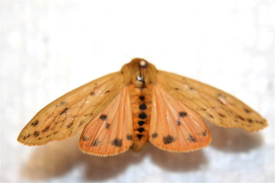 A Pyrrharctia isabella in the Hough collection, caught August 12th, 2007.