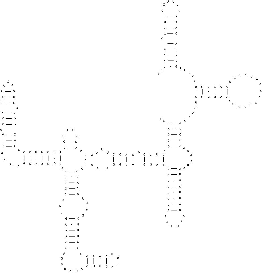 3' psuedoknot of the Bombyx mori