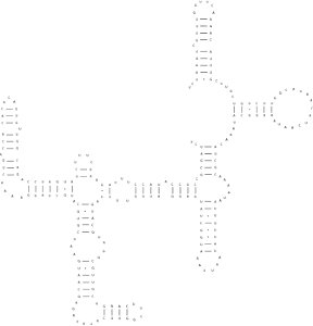 3' psuedoknot of the Bombyx mori