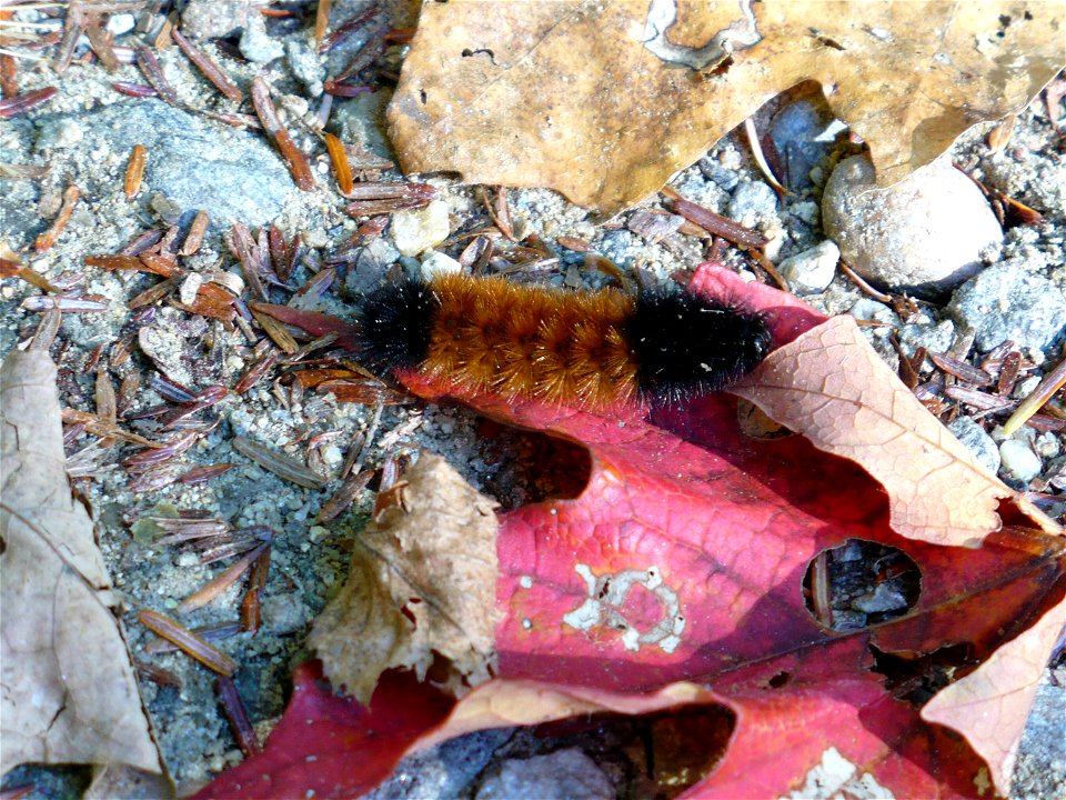 Woolly bear caterpillar (Pyrrharctia isabella) on a maple leaf.