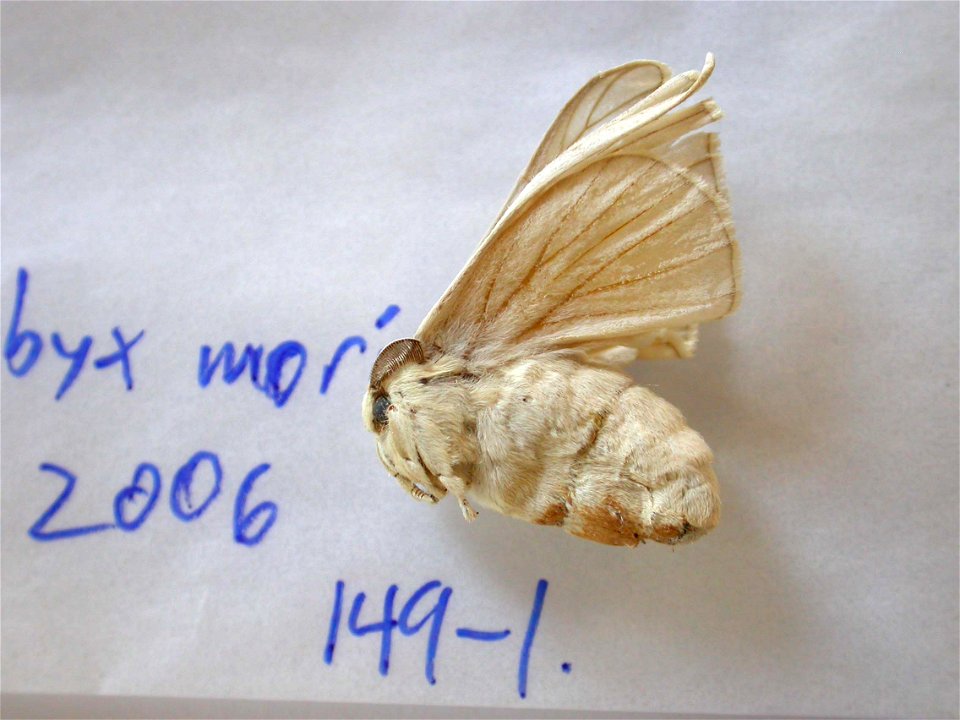 USA.  Domesticated rearings,  Sys Bio 2008,  Phylogenomics, Lepidoptera,  <a href="http://nymphalidae.utu.fi/story.php?code=NW149-1" rel="nofollow">see in our database</a>