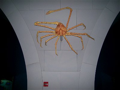 Japanese spider crab (Macrocheira kaempferi) at the American Museum of Natural History.