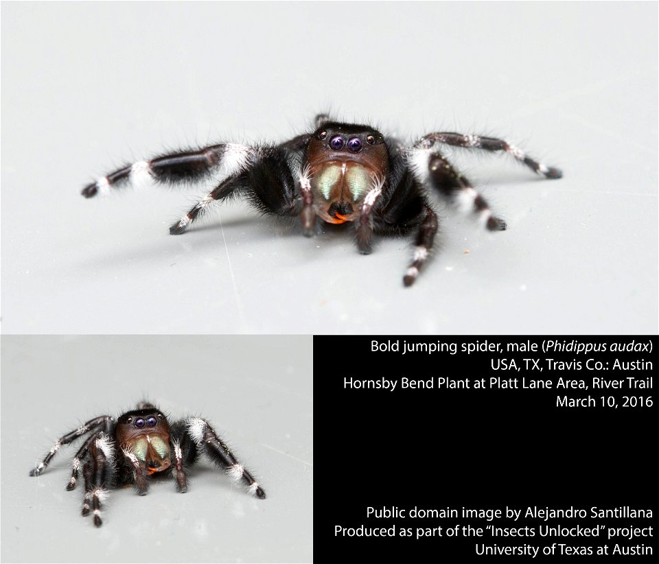 USA, TX, Travis Co.: Austin
Hornsby Bend Biosolids Management Plant, Platt Lane Area, River Trail
10-iii-2016
coll. A. Santillana

Molted 10 hours before imaging