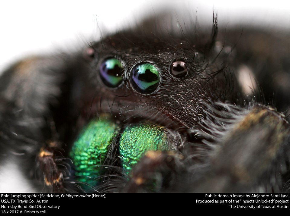 Bold jumping spider (Salticidae, Phidippus audax (Hentz))
USA, TX, Travis Co.: Austin
Hornsby Bend Bird Observatory

18.x.2017 A. Roberts coll.