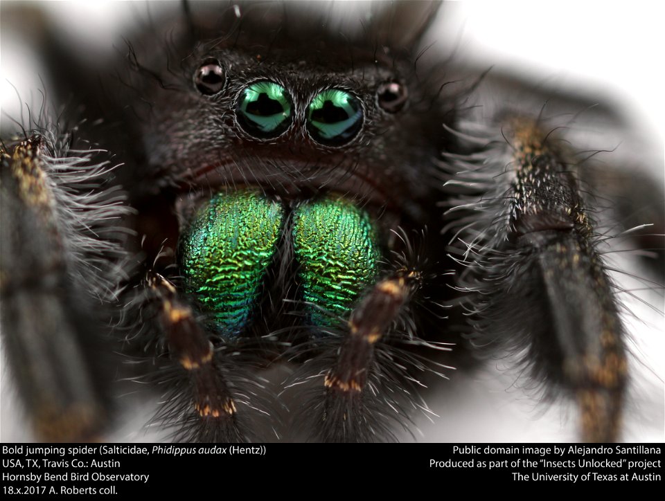 Bold jumping spider (Salticidae, Phidippus audax (Hentz))
USA, TX, Travis Co.: Austin
Hornsby Bend Bird Observatory

18.x.2017 A. Roberts coll.