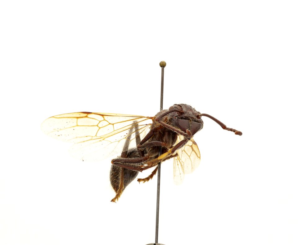 Paraponera clavata
120 photographs.