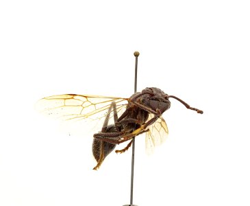 Paraponera clavata
120 photographs.