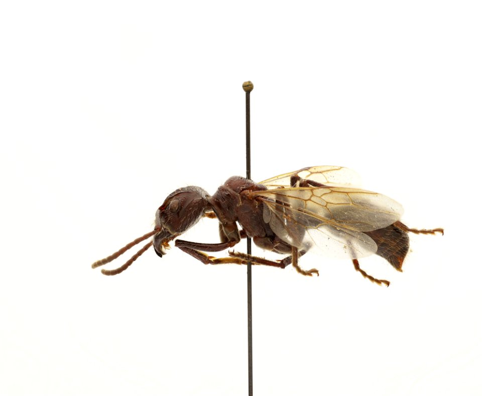 Paraponera clavata
120 photographs.