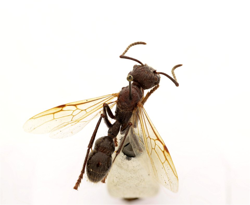 Paraponera clavata
120 photographs.