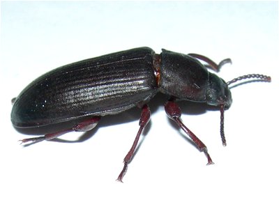 Mealworm beetle (Tenebrio molitor), Seynod, France. photo